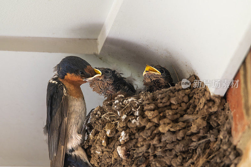 迎新燕子(Hirundo neoxena)